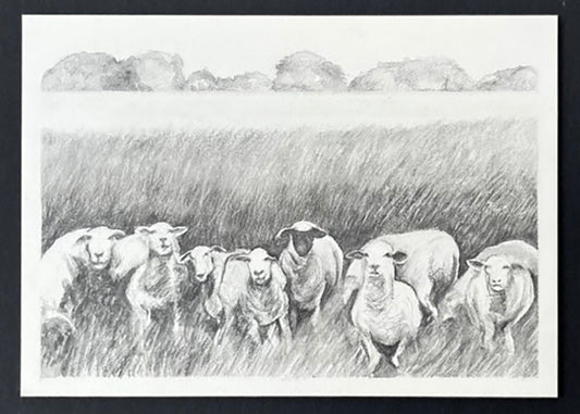 Sheepscape